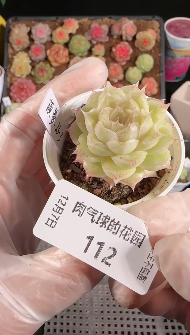 1207-112菠萝23-3量拍任意发一颗多肉群生不包整