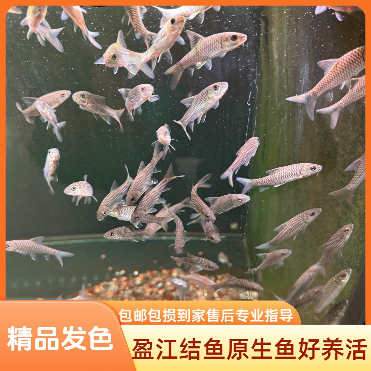 盈江结鱼苗子金吉罗缅甸盈江结鱼观赏鱼精品包野保真活体
