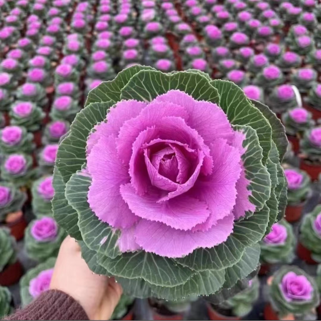 【玫瑰甘蓝羽衣甘蓝】可食用做老桩耐寒耐热南北方适合种植庭院花园