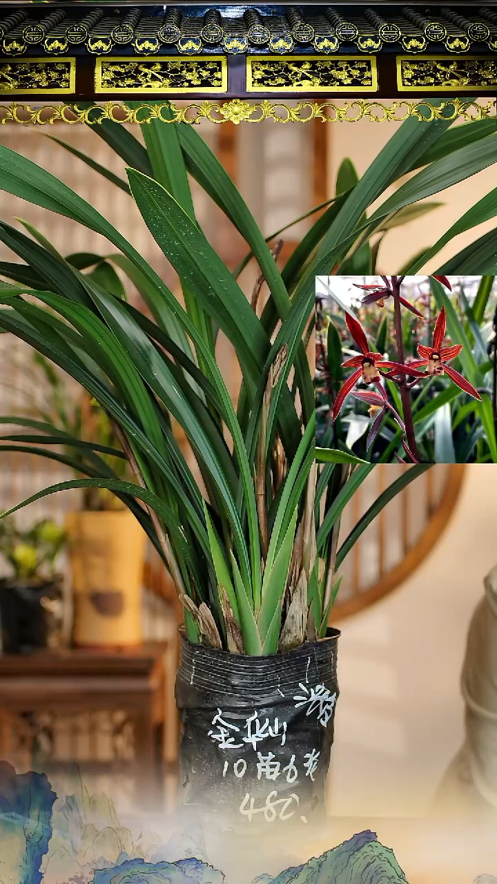 全部花苞金华山10苗6花