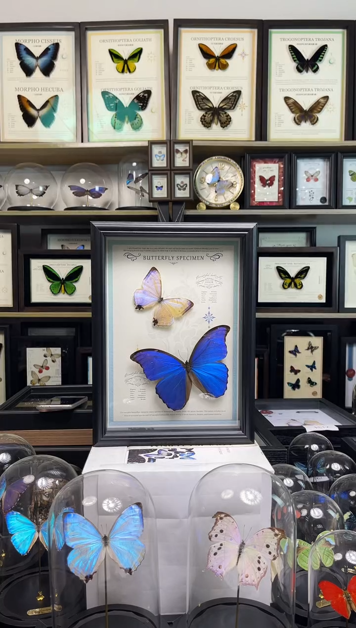 夜明珠闪蝶+大蓝闪蝶-A4曲边框