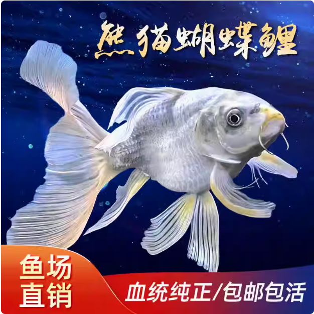 台湾熊猫蝴蝶鲤  球体  短身 观赏鱼