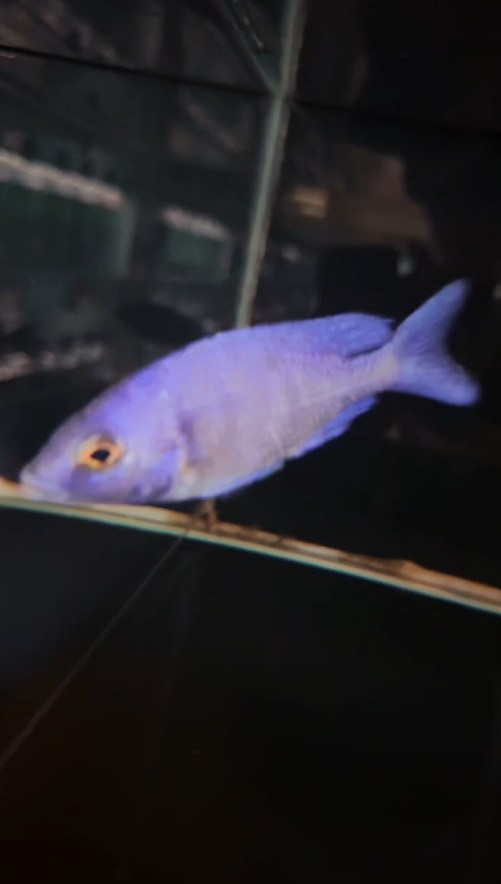 慈鲷鱼爆花蓝宝石9-10cm一条