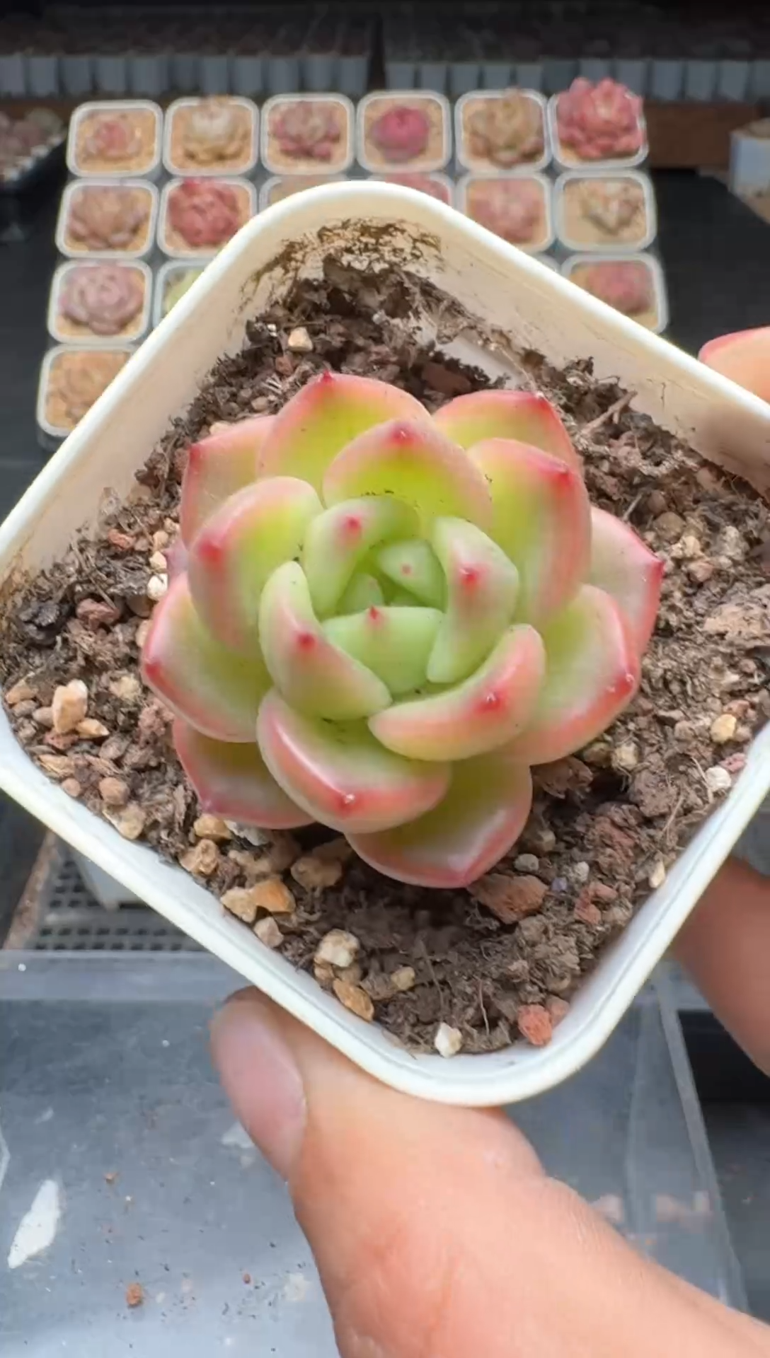 【闪购商品】3单包邮珍妮多肉一物一拍523