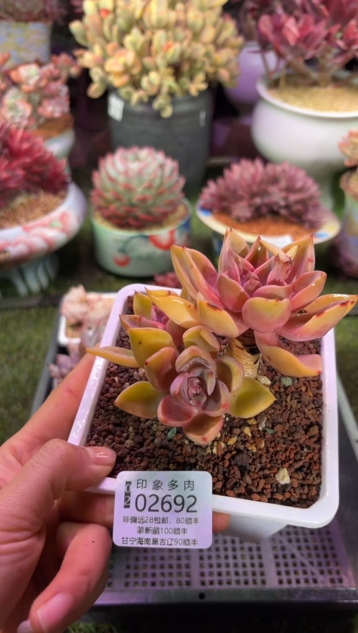 【闪购商品】02692