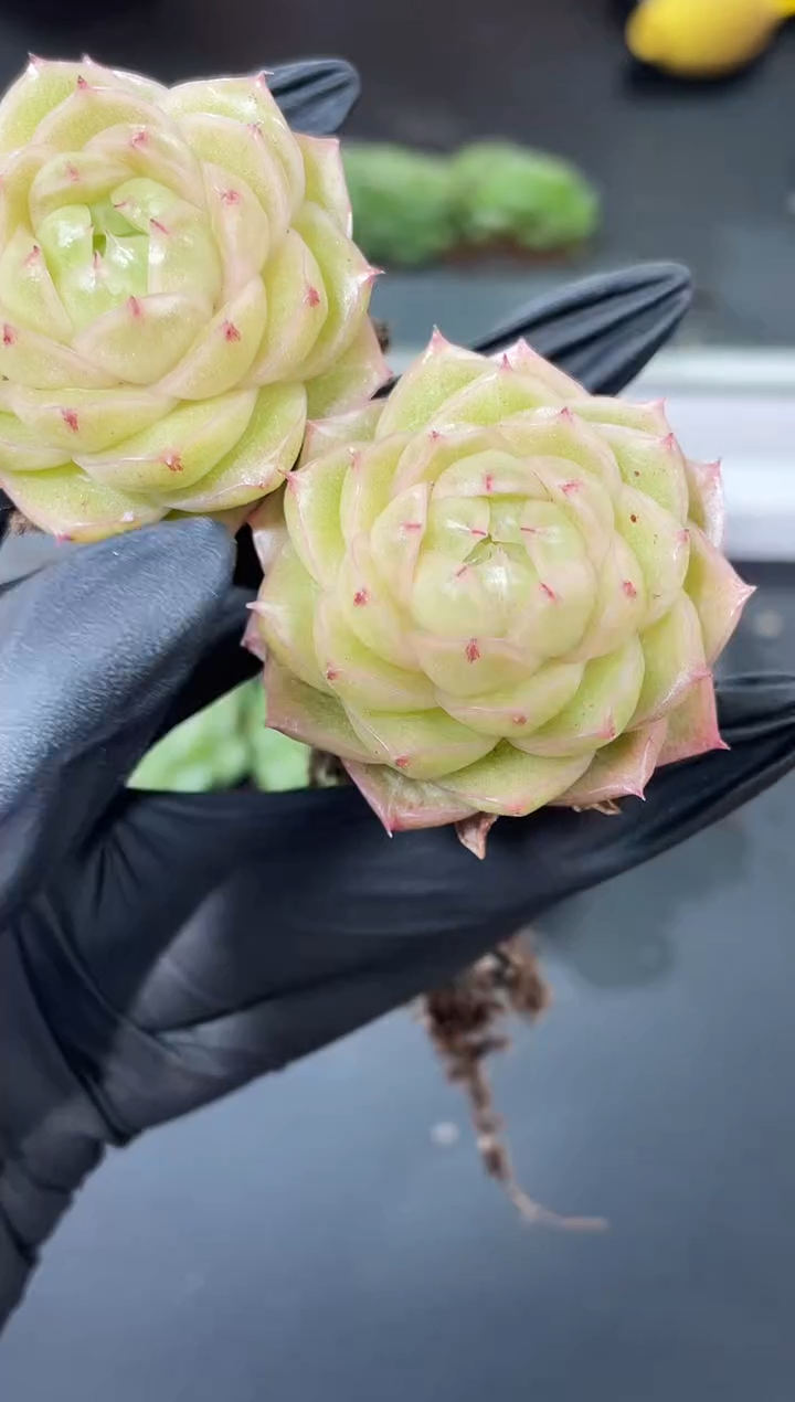 闪购855  优选多肉一颗   3.8-4厘米