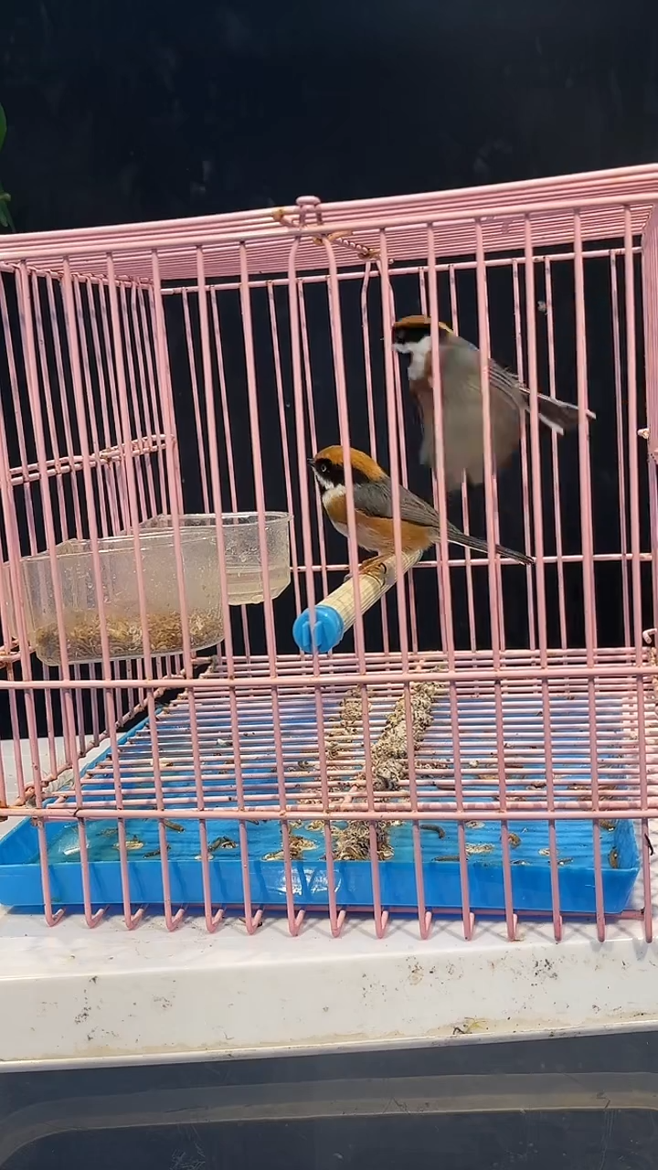 29号  2小熊猫养笼  0元起拍