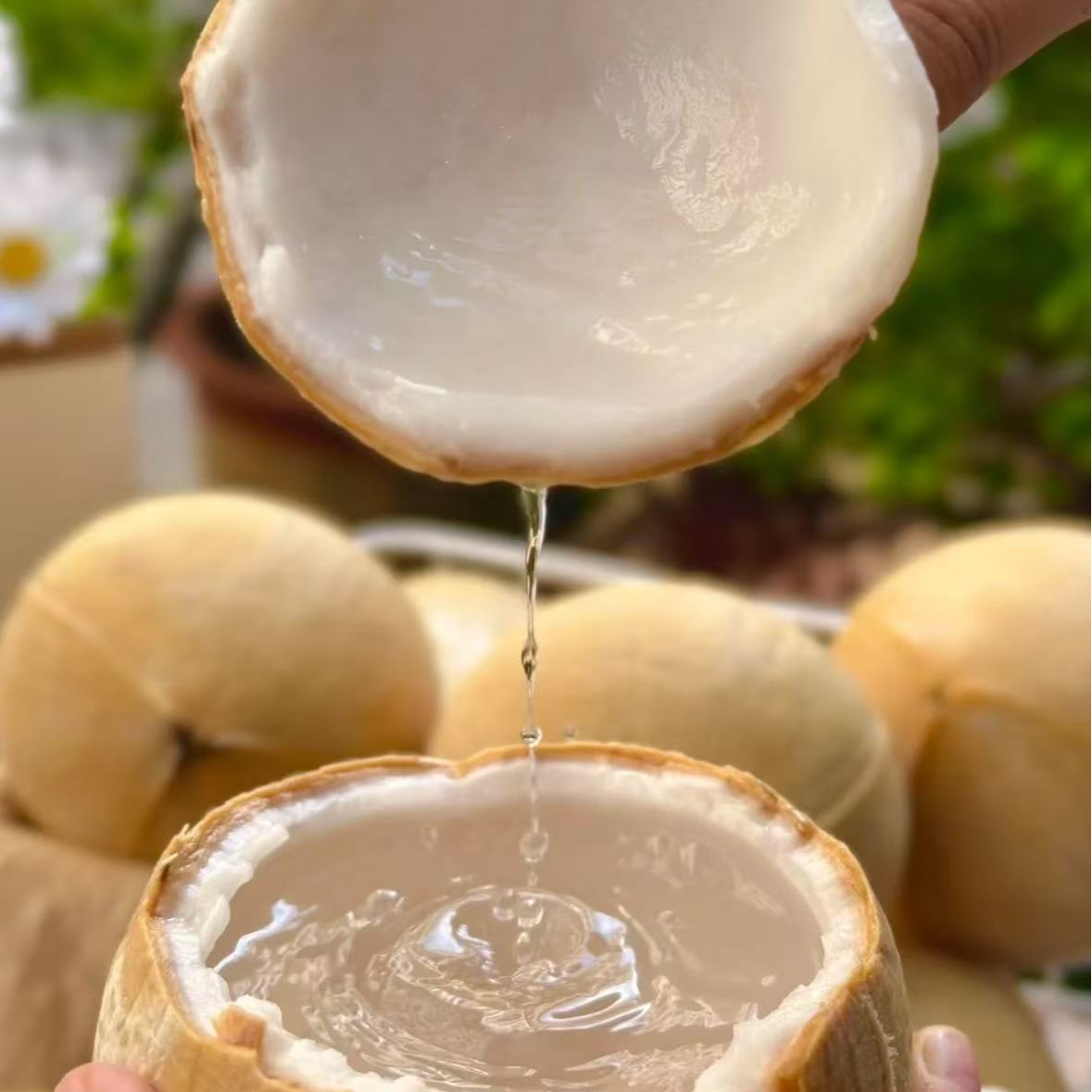 泰国椰皇大果约1.3斤福利10个装