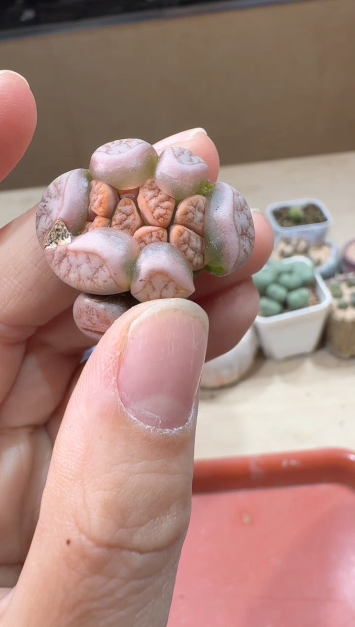 多肉植物肉锥23-181