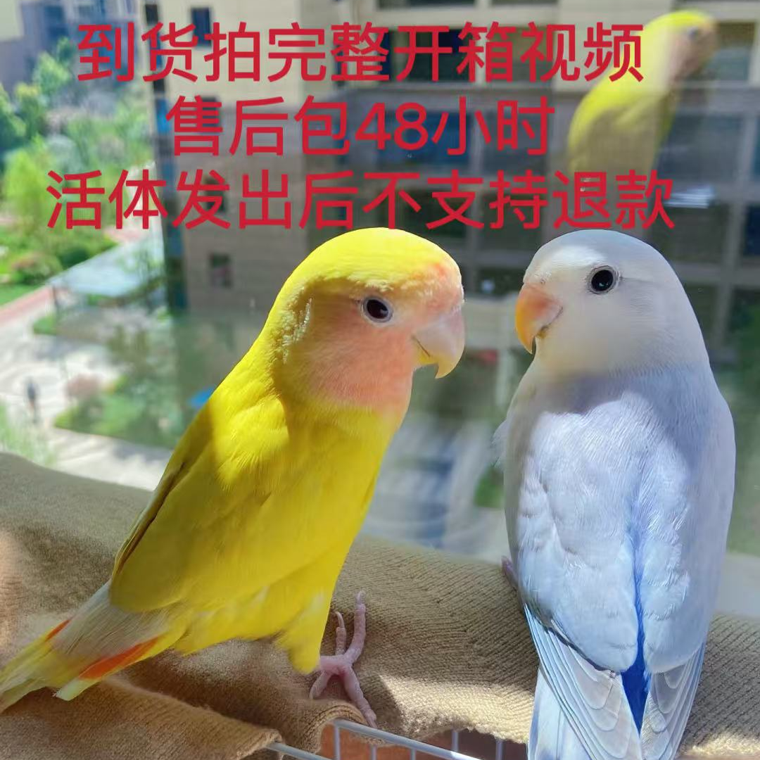 （鹦鹉活体）手养亲人牡丹雏鸟鹦鹉