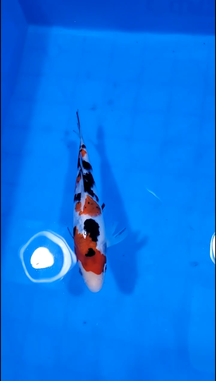 锦鲤【251228-23】 大正三色 15部 不详 君悦