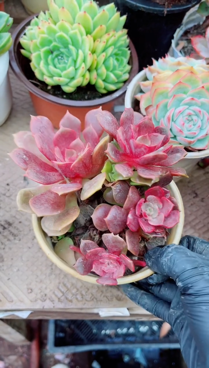 夏*10057多肉植物一物一拍