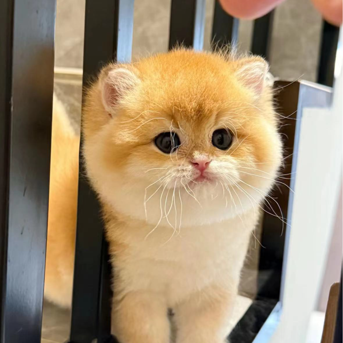 【心宠萌选】活体猫猫补差价