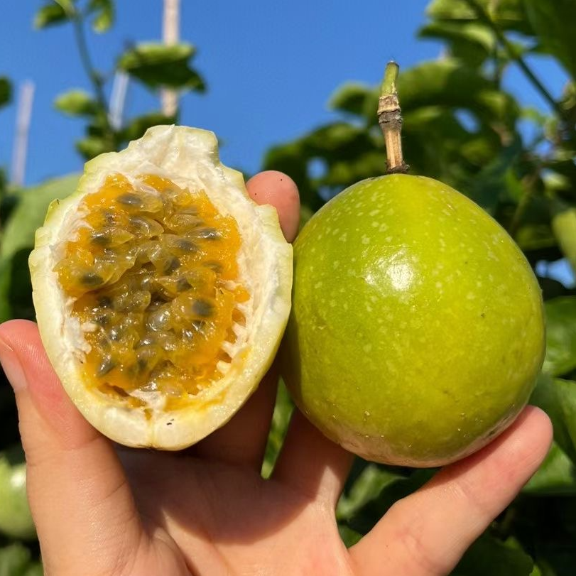 【助力王叔】黄金百香果钦蜜九号当季水果酸甜多汁新鲜水果百香果