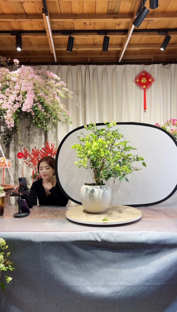 【闪购商品】盆景绿樱