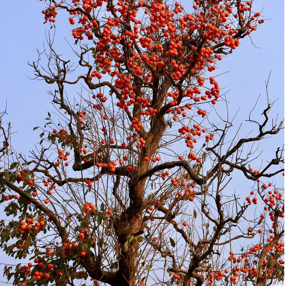 一物一拍果树苗柿子发货以后不支持退换 介意掉果断小枝条勿拍