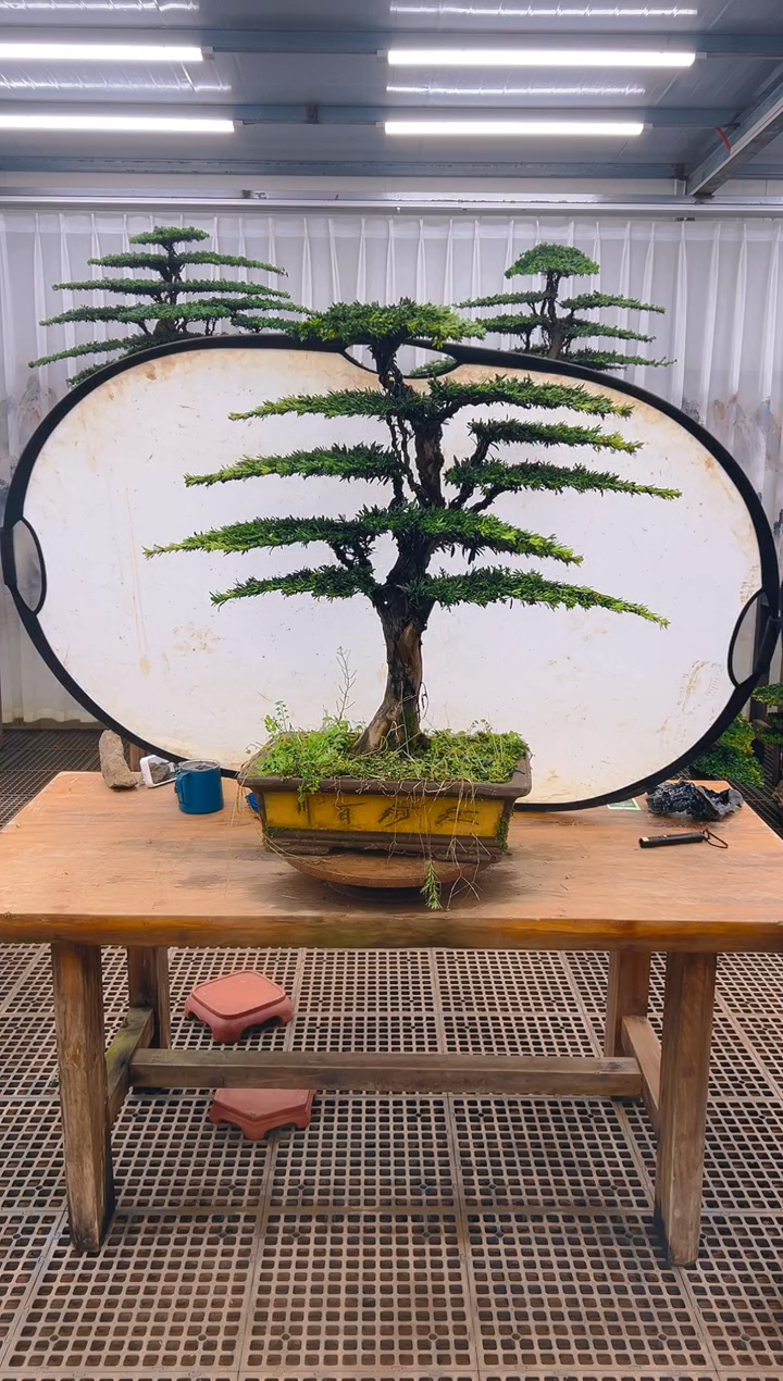 无花朵南*精品盆景直播间一物一拍