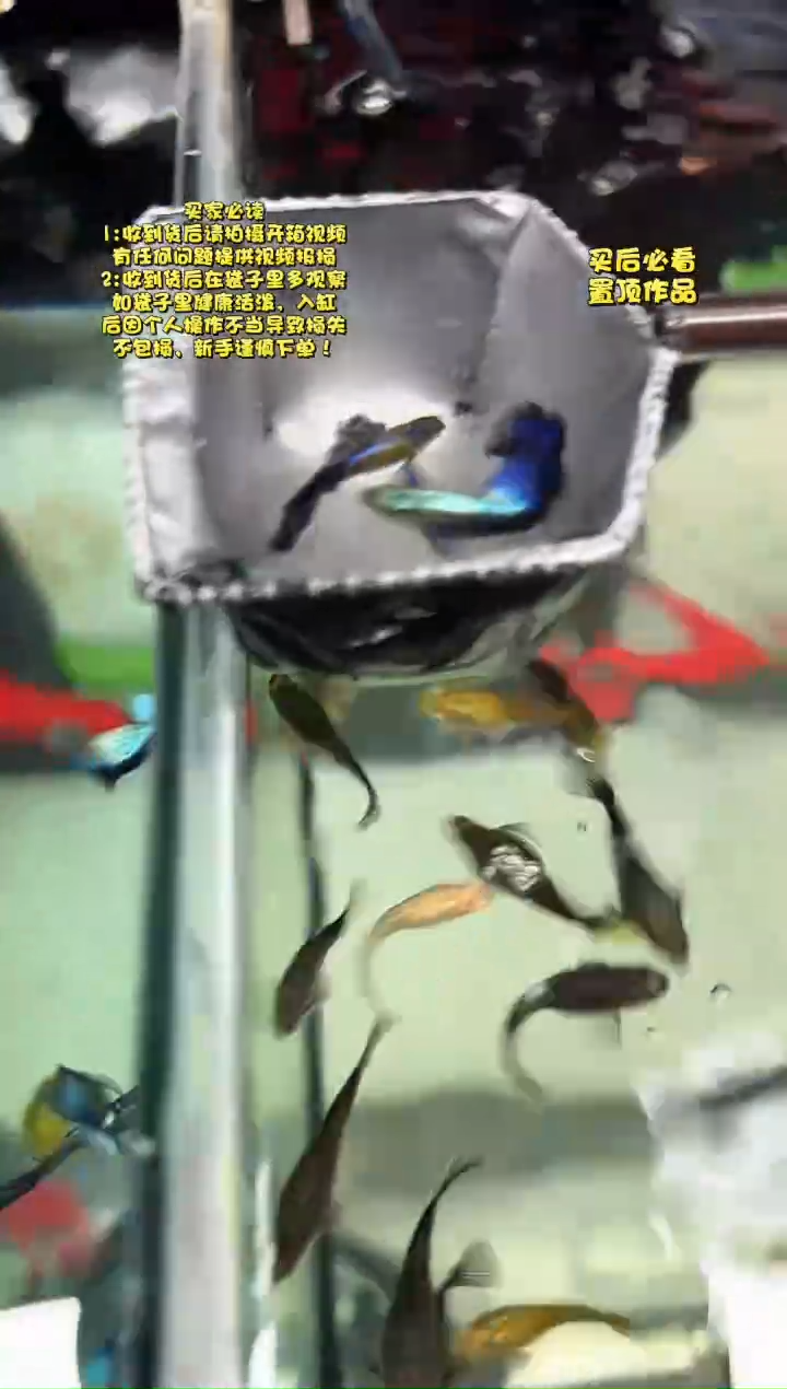 孔雀鱼无怨孔雀鱼
