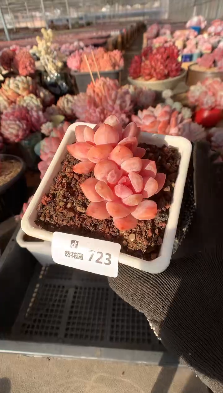 723雪天使多肉植物一物一拍