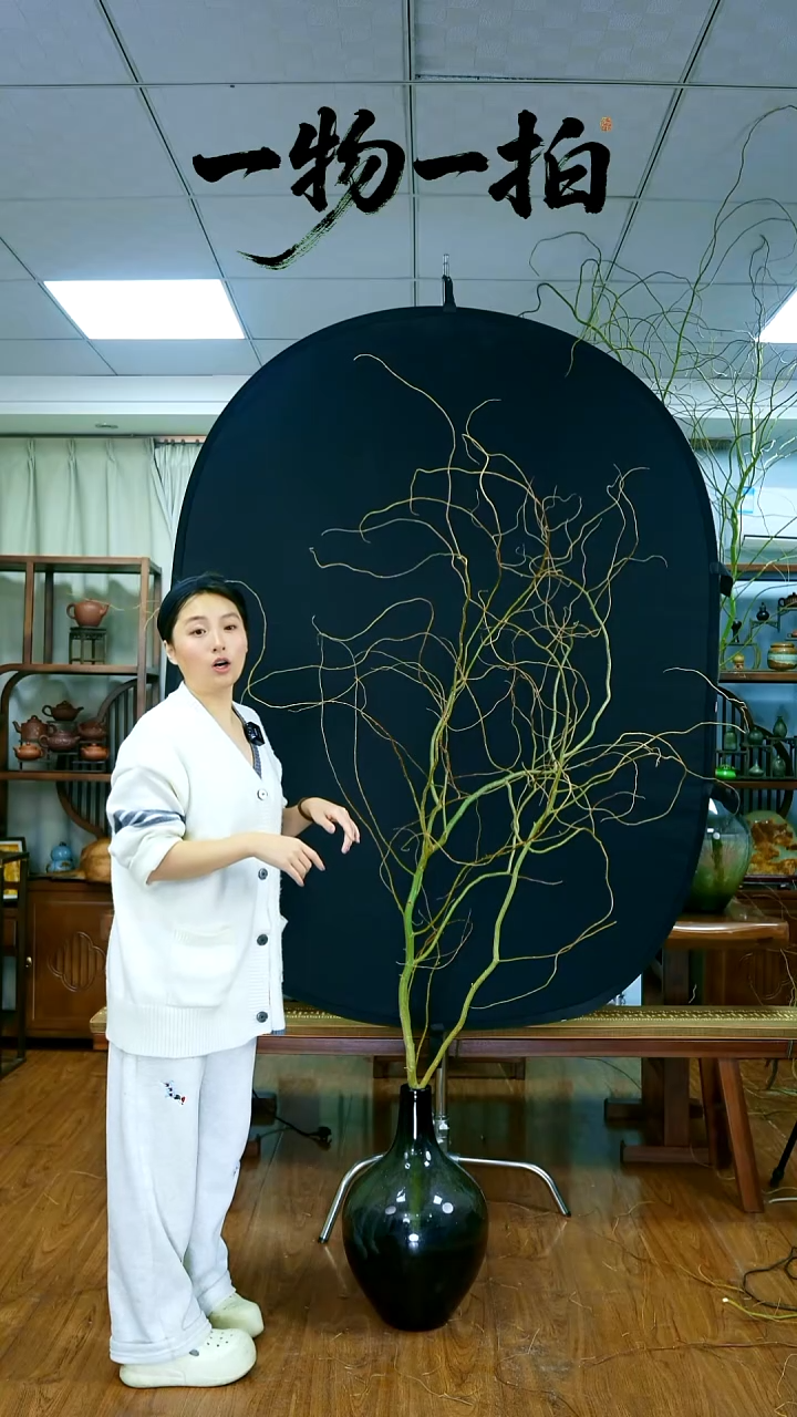 无花朵鲜切造型龙柳树