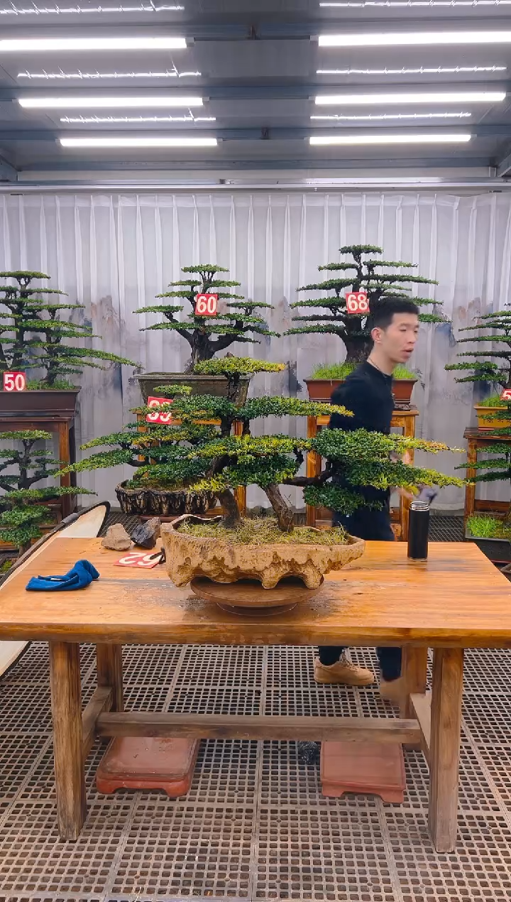 【闪购商品】紫砂精品盆景直播间一物一拍