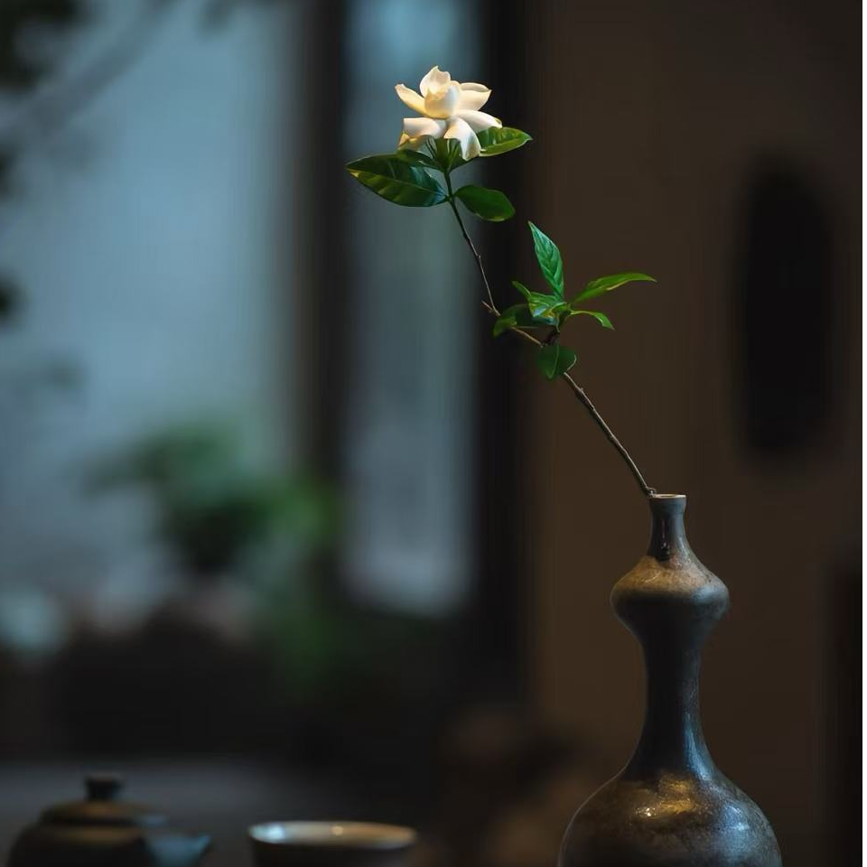 高山海岛栀子花盆景 小叶春花杜鹃花生桩，直播间一物一拍