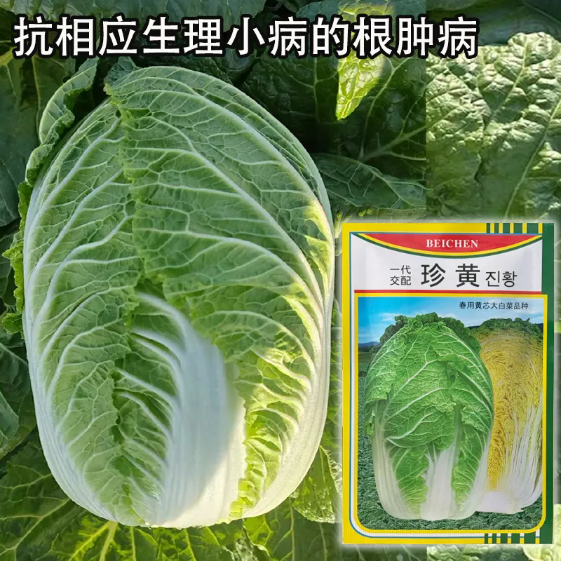 珍黄春用黄心大白菜种子