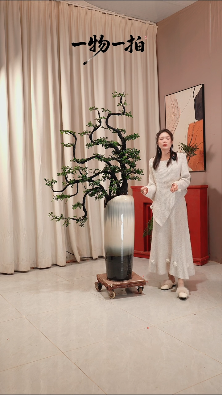 完全开放森**新广东小叶紫檀黑骨绿植