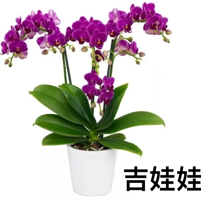 《吉娃娃带剑带花苞少量开花》3.5寸含花苞少量开花蝴蝶兰带花剑