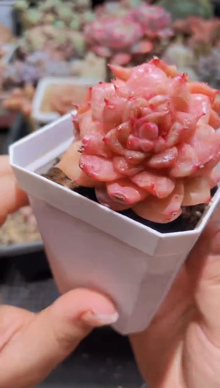 【闪购商品】396特斯拉