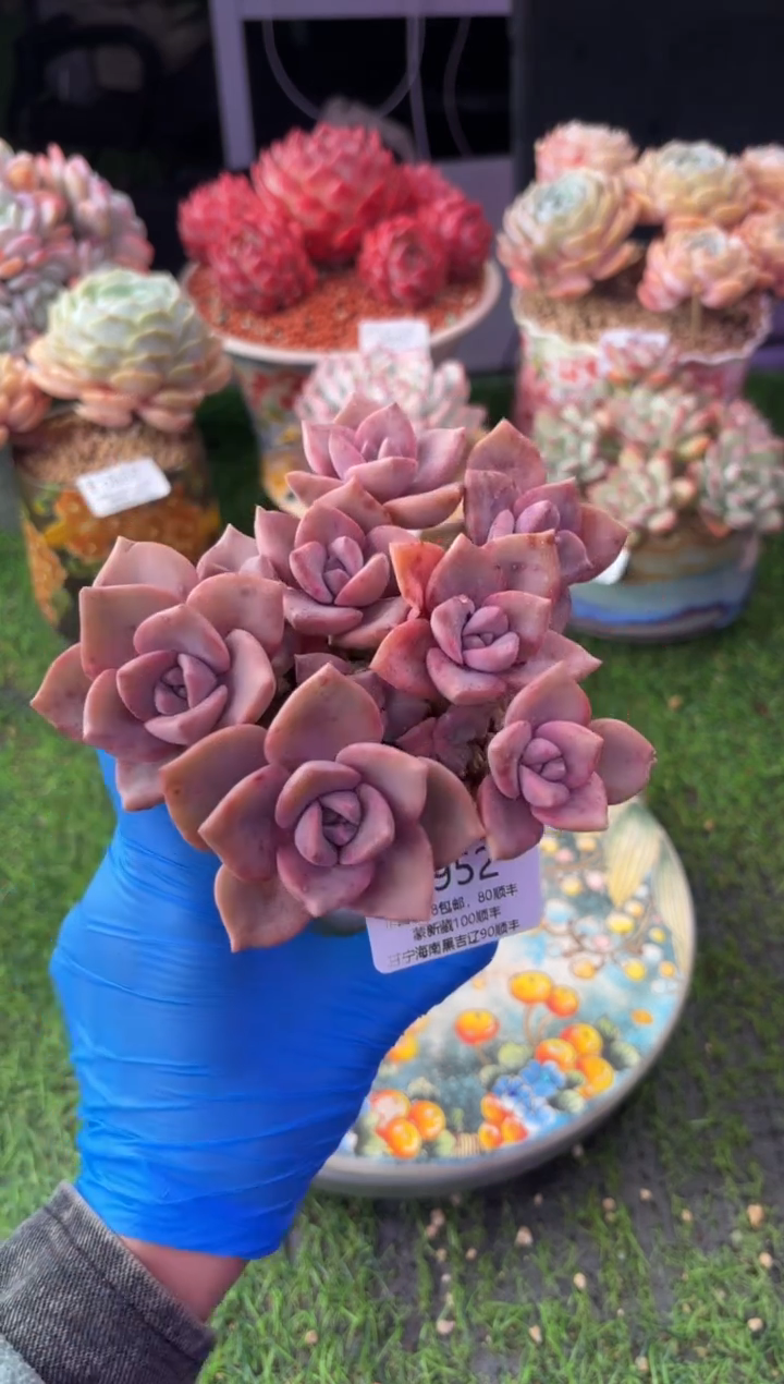 昆明印象多肉0952