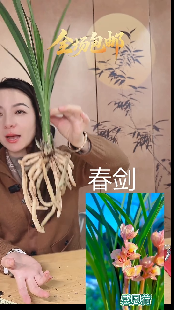 当前无花栽培后可以开花：感恩荷