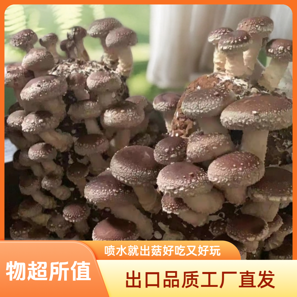 香菇菌棒工厂直发出口优级阳台盆栽家庭趣味种植食用菌蘑菇菌包