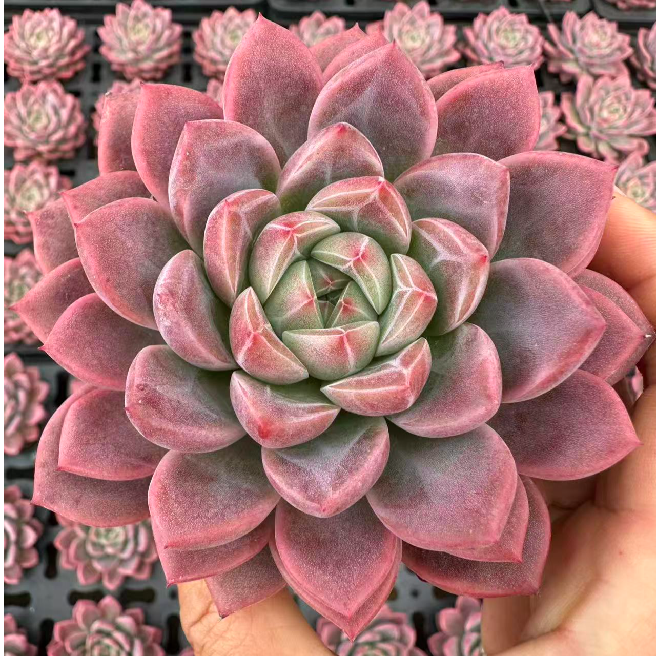 9#瑶池多肉植物   前男友精品多肉sm0182