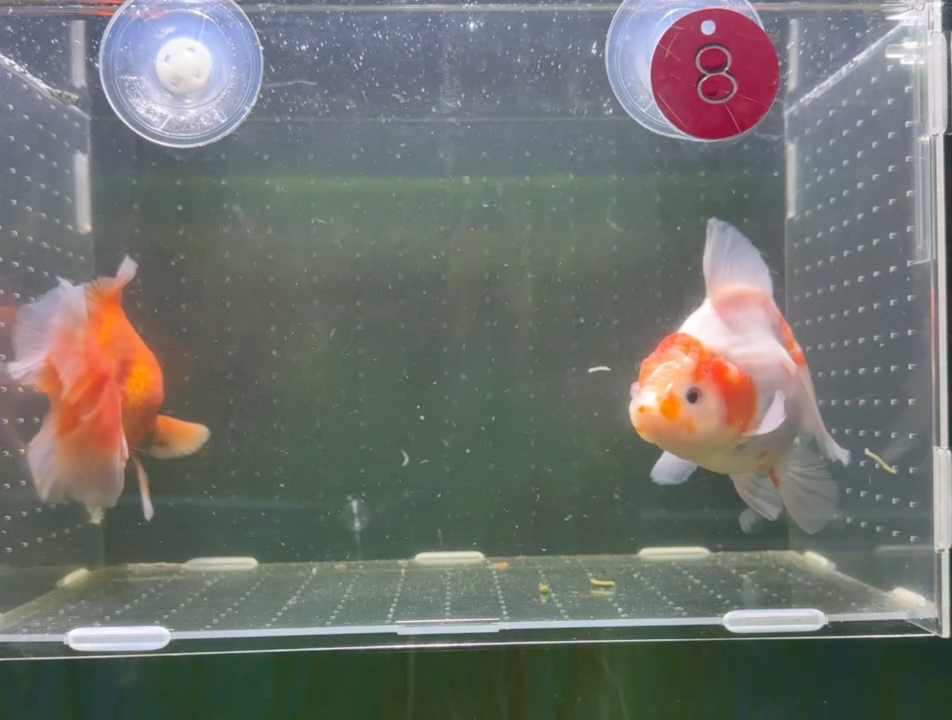 龙睛金鱼兰寿泰狮观赏鱼