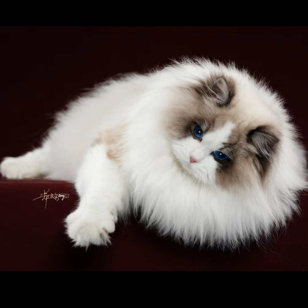 【鸿鑫布偶猫舍】精品布偶猫