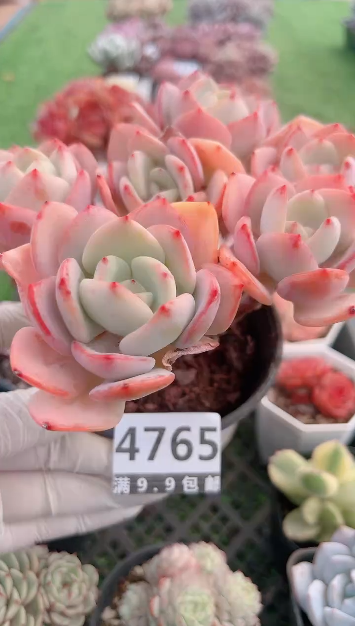 【闪购商品】信福多肉一物一拍