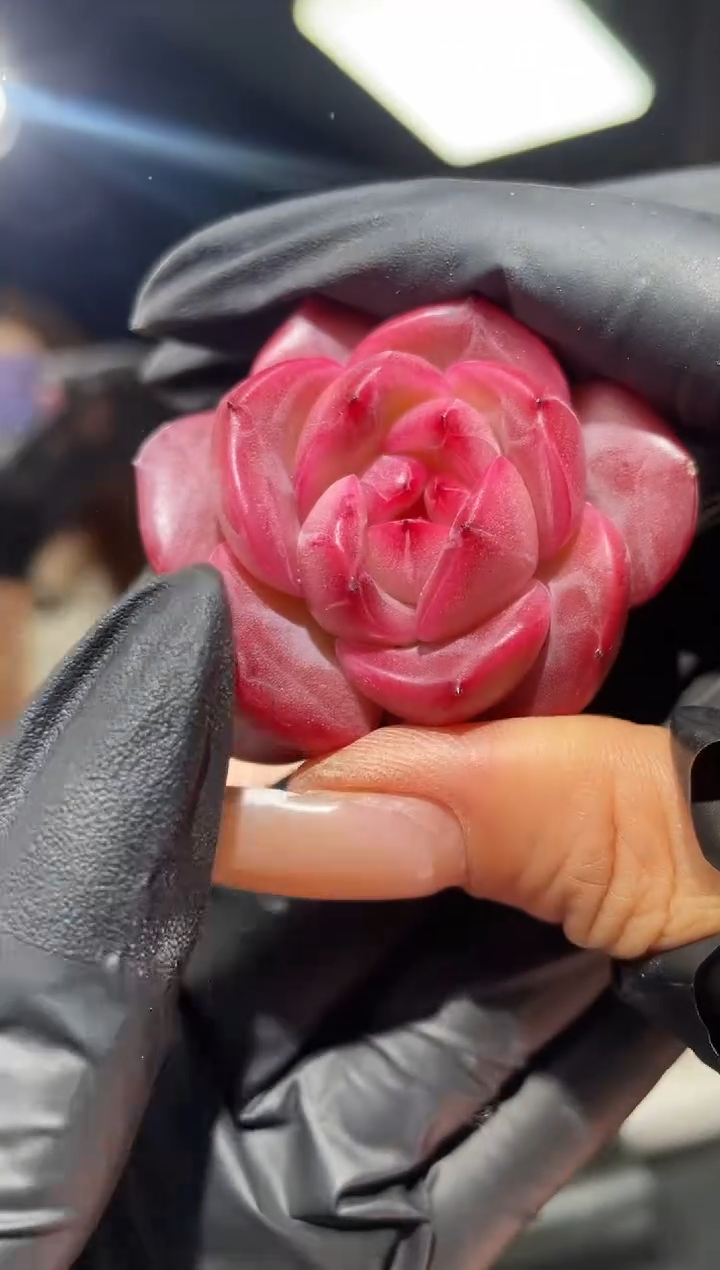 闪购682 弥撒多肉一颗   3.8-4厘米