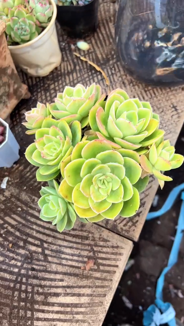 最****?多肉植物一物一拍07361