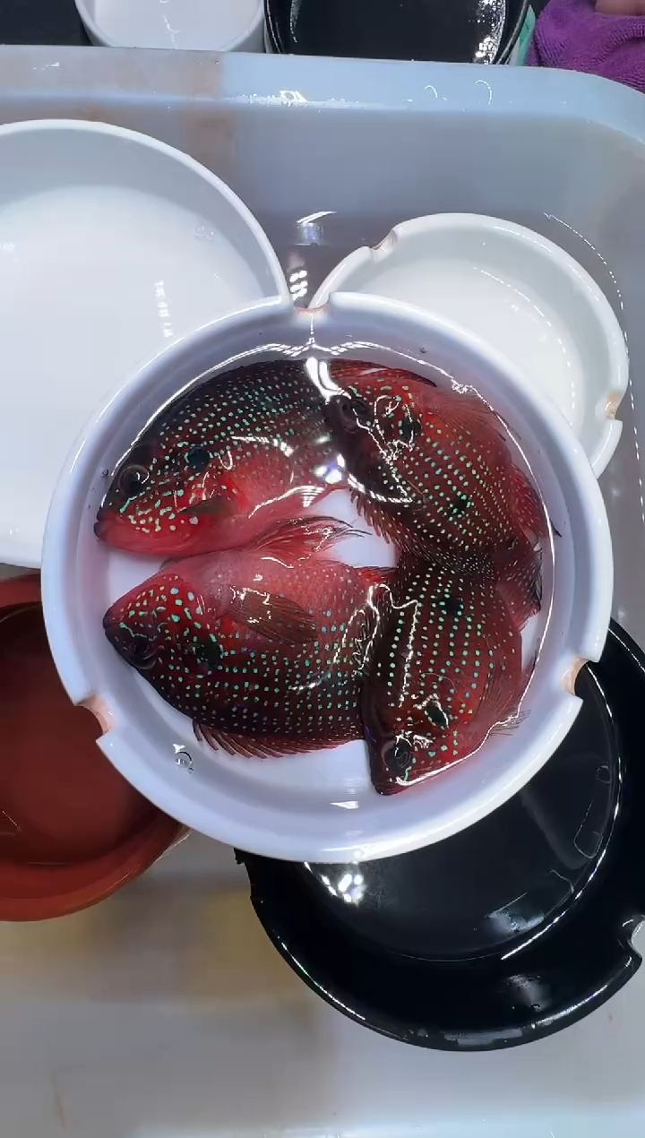 红宝石鱼2对红宝石