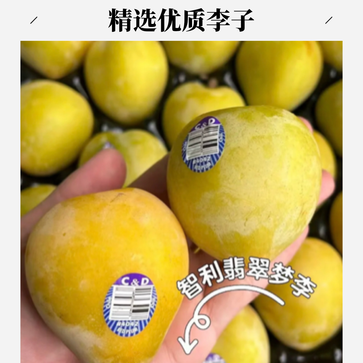 智利翡翠李一口爆汁无敌好吃