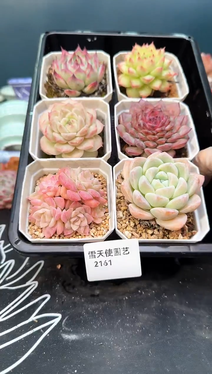 2  161 多肉  6 颗