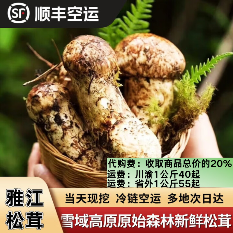 代购不售后(改价链接)新鲜下山四川甘孜州新鲜菌菇