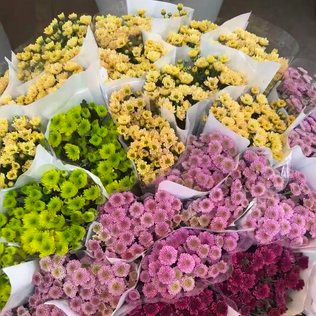 F【直播福利】多头鲜花小菊云南昆明基地直发20支任选小雏菊