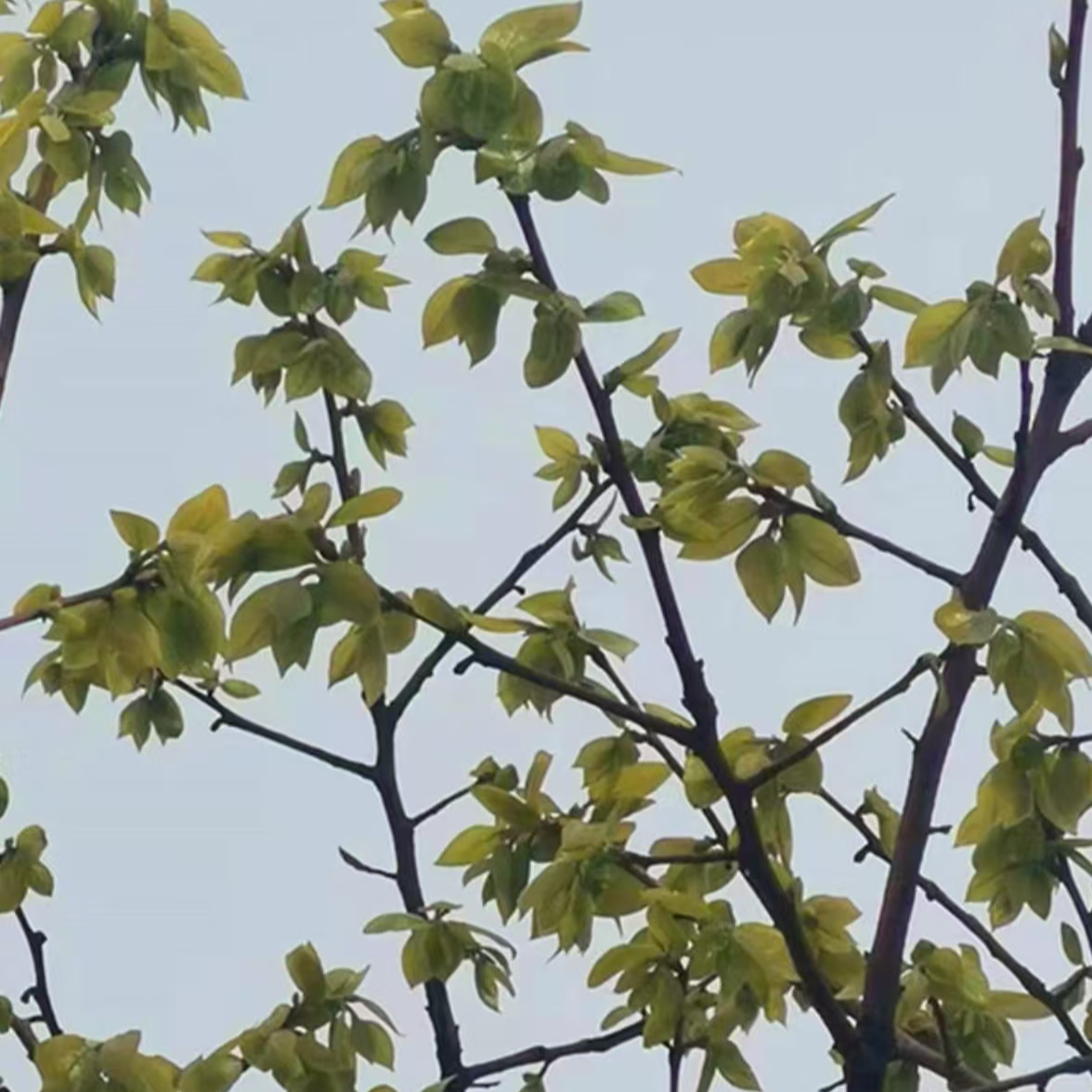 【主播优选】25年新上柿子芽农家手工采摘深山老树拍一发二