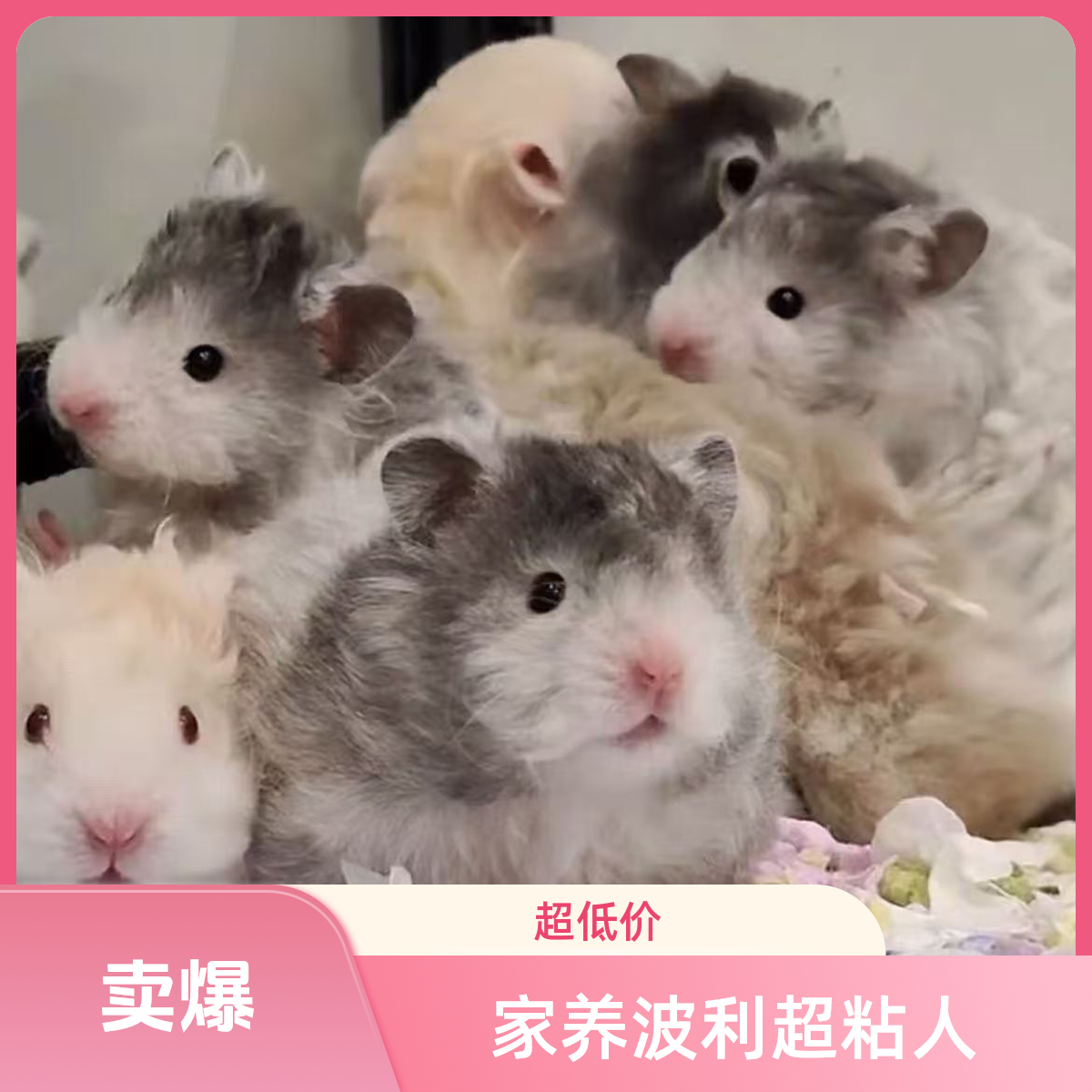 藤盒运输+一斤过渡粮+家养情侣波利一对（一直一卷可生小宝）