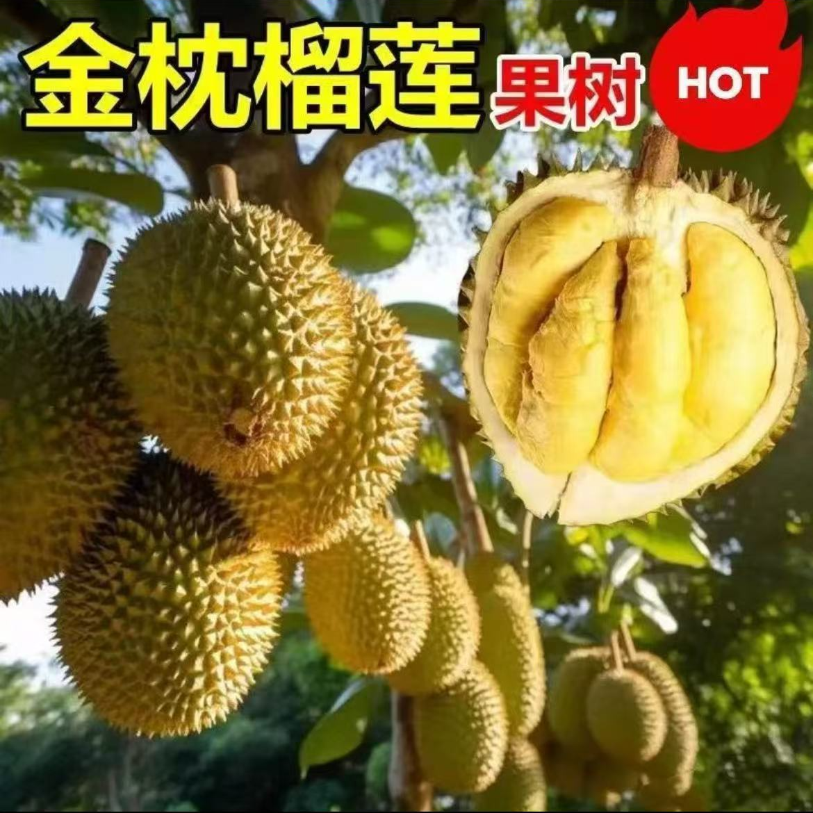 改良新品种耐寒榴莲苗南北方均可以种植金枕猫山王好养易活产量高