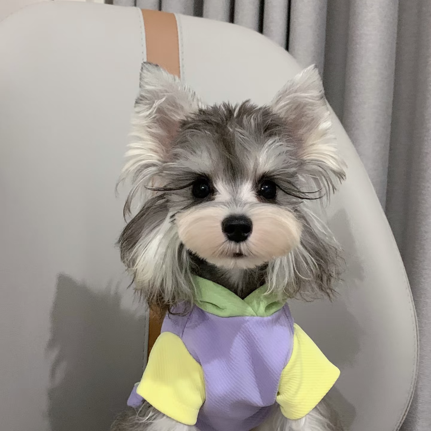 精品椒盐/黑银/雪纳瑞幼犬