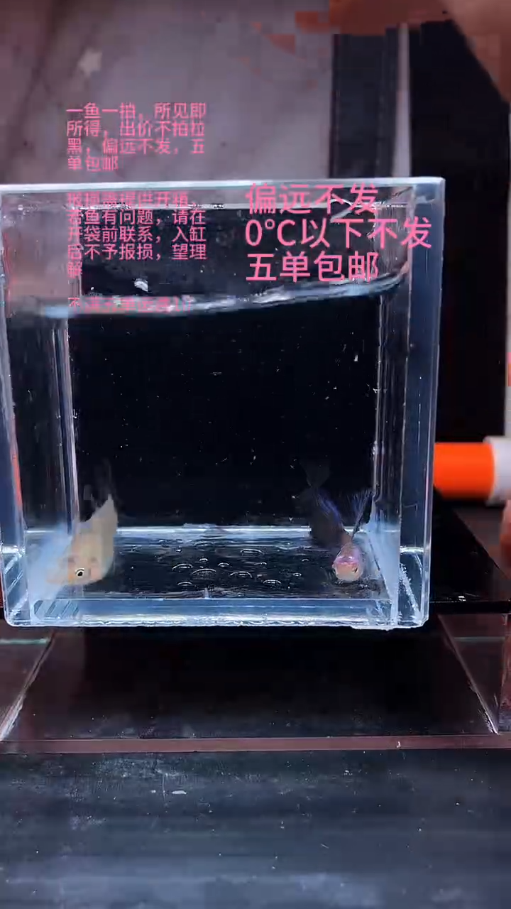 孔雀鱼孔雀鱼 11