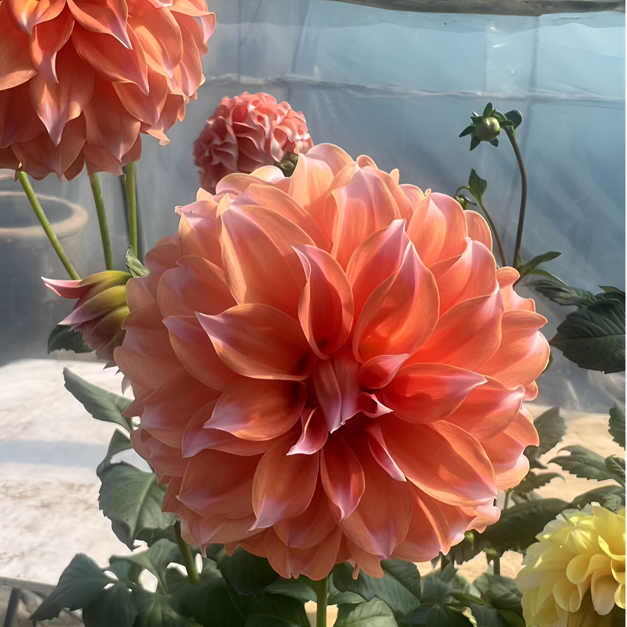 大盆【超级奶油桃子】进口大丽花盆栽带花苞阳台庭院好养活